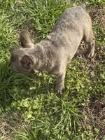 Trouble, a male French Bulldog for sale in High Point, NC – Photo 4 of 7