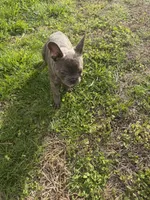 Trouble, a male French Bulldog for sale in High Point, NC – Photo 7 of 7