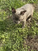 Trouble, a male French Bulldog for sale in High Point, NC – Photo 3 of 7