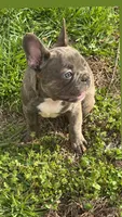 Trouble, a male French Bulldog for sale in High Point, NC – Photo 1 of 7