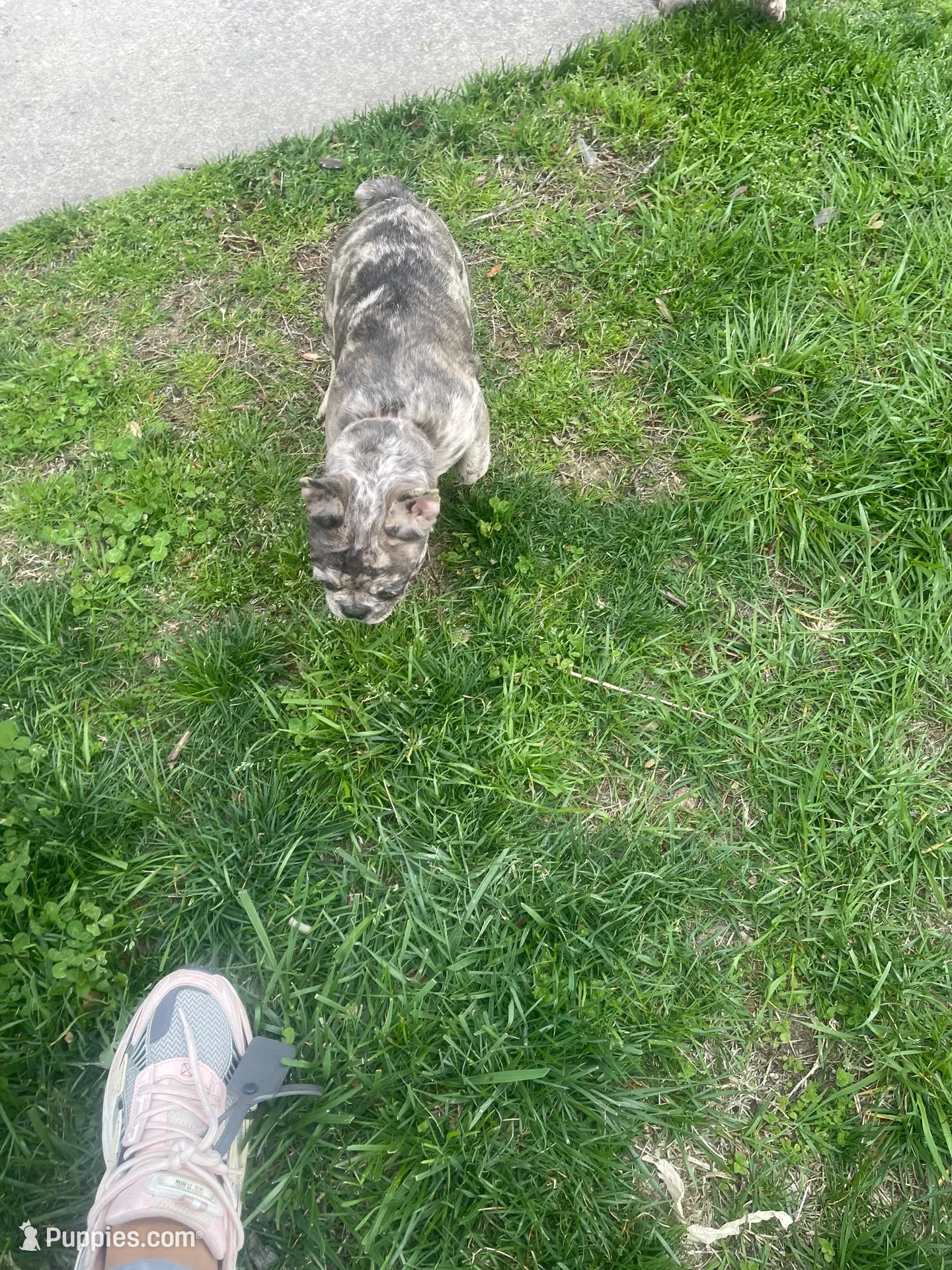 Lola, a female French Bulldog for sale in High Point, NC – Photo 2 of 2