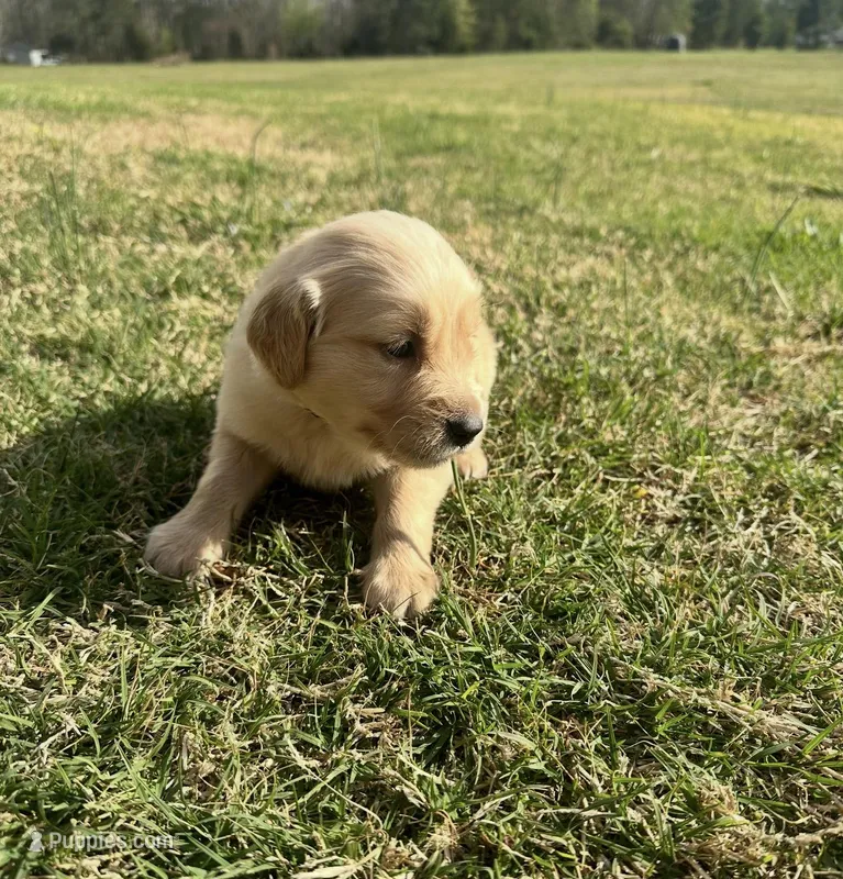 Blizzard – English Cream Golden Retriever puppy for sale in Pelzer, SC