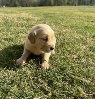 Blizzard, a male English Cream Golden Retriever for sale in Pelzer, SC – Photo 1 of 3