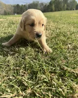 Blizzard, a male English Cream Golden Retriever for sale in Pelzer, SC – Photo 3 of 3