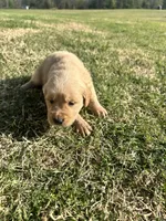 Blizzard, a male English Cream Golden Retriever for sale in Pelzer, SC – Photo 2 of 3