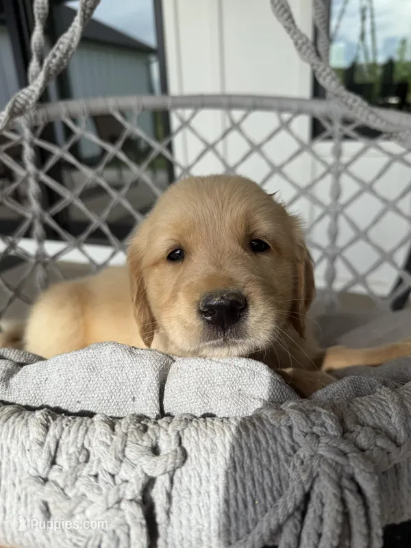 Blizzard – English Cream Golden Retriever puppy for sale in Pelzer, SC