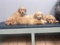 Thunder , a male Golden Retriever for sale in Pelzer, SC – Photo 3 of 4