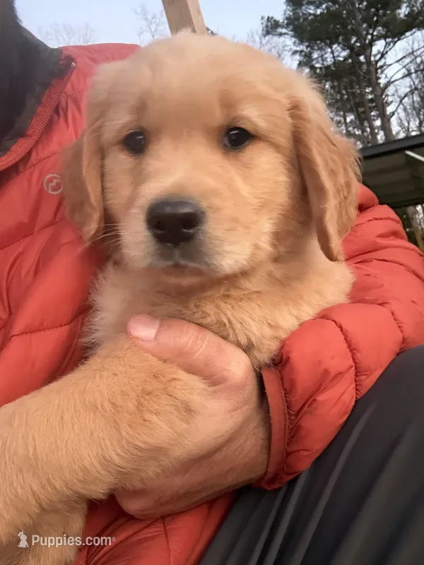 Thunder , a male Golden Retriever for sale in Pelzer, SC – Photo 1 of 4