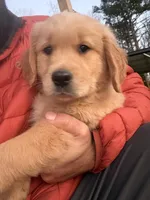 Thunder , a male Golden Retriever for sale in Pelzer, SC – Photo 1 of 4