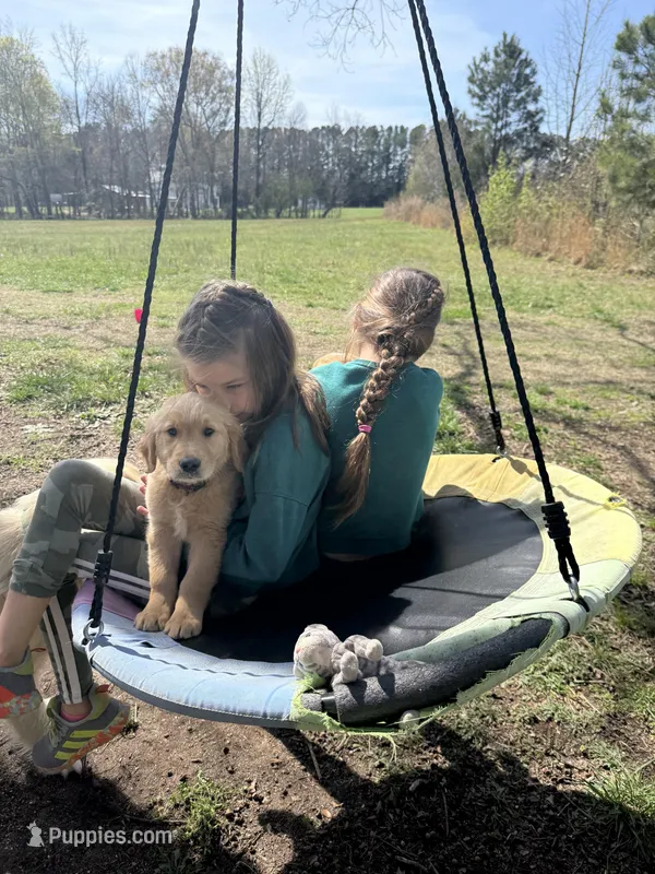 Thunder  – Golden Retriever puppy for sale in Pelzer, SC
