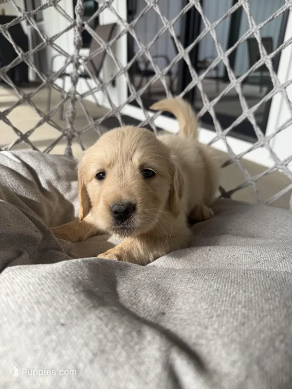 Lucy – English Cream Golden Retriever puppy for sale in Pelzer, SC