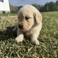 Bella , a female English Cream Golden Retriever for sale in Pelzer, SC – Photo 2 of 2