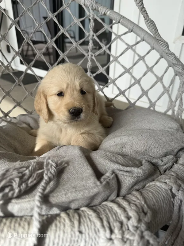 Bella  – English Cream Golden Retriever puppy for sale in Pelzer, SC