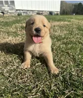 Blaze, a male English Cream Golden Retriever for sale in Pelzer, SC – Photo 2 of 3