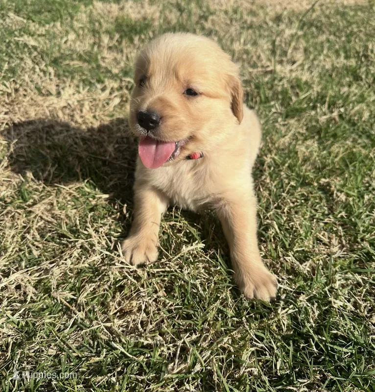 Blaze – English Cream Golden Retriever puppy for sale in Pelzer, SC