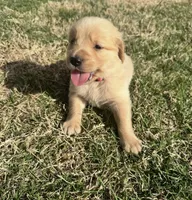 Blaze, a male English Cream Golden Retriever for sale in Pelzer, SC – Photo 1 of 3