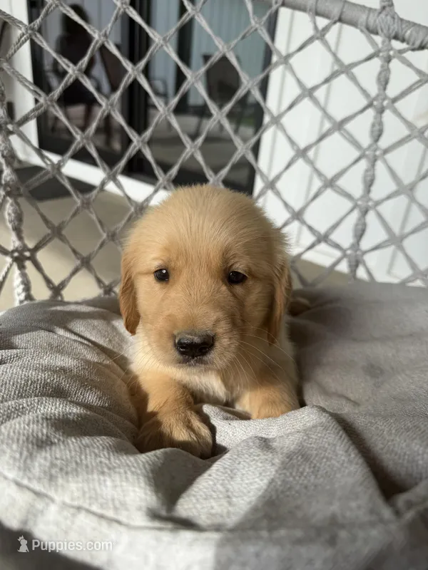 Blaze – English Cream Golden Retriever puppy for sale in Pelzer, SC