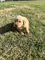Blaze, a male English Cream Golden Retriever for sale in Pelzer, SC – Photo 3 of 3