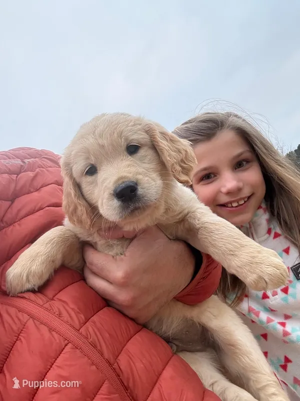 Max, a male English Cream Golden Retriever for sale in Pelzer, SC – Photo 1 of 3