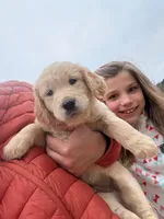Max, a male English Cream Golden Retriever for sale in Pelzer, SC – Photo 1 of 3