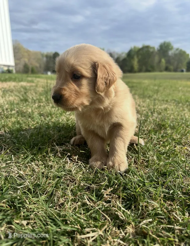 Smoky – English Cream Golden Retriever puppy for sale in Pelzer, SC