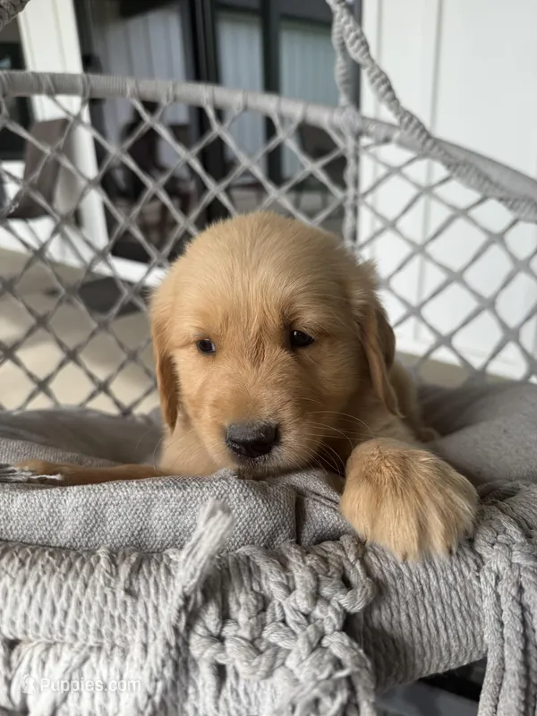 Smoky – English Cream Golden Retriever puppy for sale in Pelzer, SC