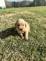 Smoky, a male English Cream Golden Retriever for sale in Pelzer, SC – Photo 3 of 3