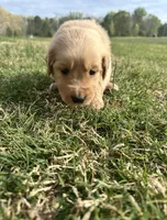 Smoky, a male English Cream Golden Retriever for sale in Pelzer, SC – Photo 2 of 3