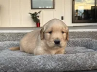 Tucker, a male English Cream Golden Retriever for sale in Pelzer, SC – Photo 4 of 5