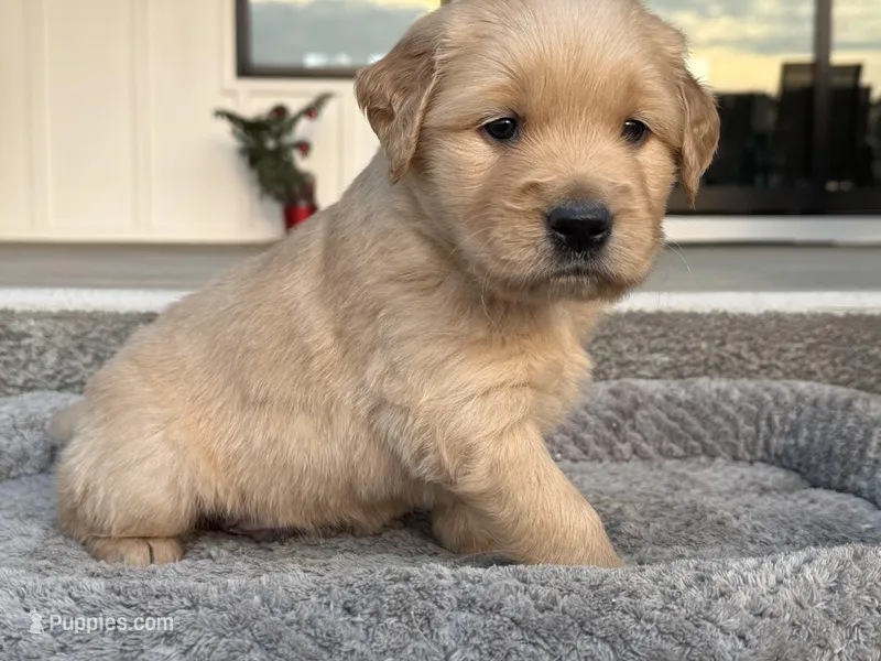 Tucker, a male English Cream Golden Retriever for sale in Pelzer, SC – Photo 1 of 5