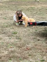 Tucker, a male English Cream Golden Retriever for sale in Pelzer, SC – Photo 2 of 5