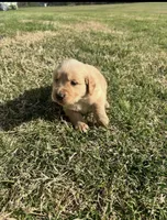 Rain, a female English Cream Golden Retriever for sale in Pelzer, SC – Photo 3 of 3