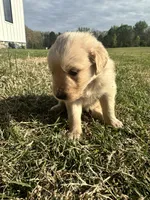 Rain, a female English Cream Golden Retriever for sale in Pelzer, SC – Photo 2 of 3