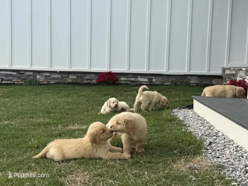 Rain – English Cream Golden Retriever puppy for sale in Pelzer, SC
