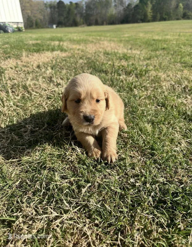 Rain – English Cream Golden Retriever puppy for sale in Pelzer, SC