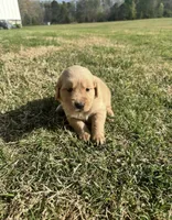 Rain, a female English Cream Golden Retriever for sale in Pelzer, SC – Photo 1 of 3