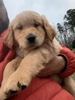 Thunder, a male English Cream Golden Retriever for sale in Pelzer, SC – Photo 7 of 8