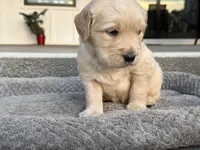 Thunder, a male English Cream Golden Retriever for sale in Pelzer, SC – Photo 6 of 8
