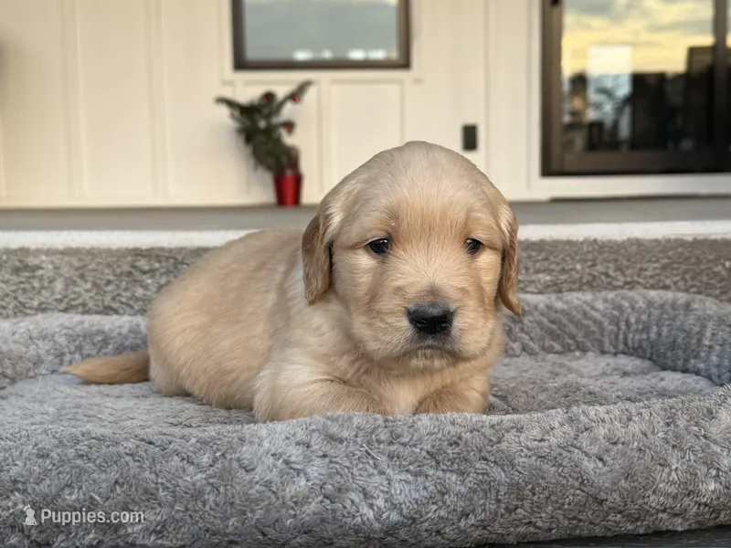 Thunder, a male English Cream Golden Retriever for sale in Pelzer, SC – Photo 1 of 8
