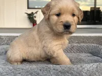 Thunder, a male English Cream Golden Retriever for sale in Pelzer, SC – Photo 5 of 8