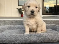 Thunder, a male English Cream Golden Retriever for sale in Pelzer, SC – Photo 2 of 8