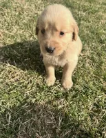 Rosie, a male English Cream Golden Retriever for sale in Pelzer, SC – Photo 2 of 2