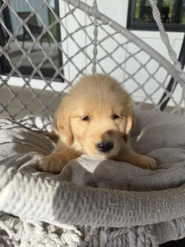 Rosie – English Cream Golden Retriever puppy for sale in Pelzer, SC