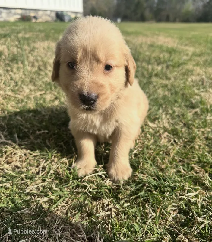 Rosie – English Cream Golden Retriever puppy for sale in Pelzer, SC