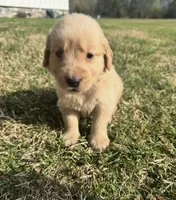 Rosie, a male English Cream Golden Retriever for sale in Pelzer, SC – Photo 1 of 2