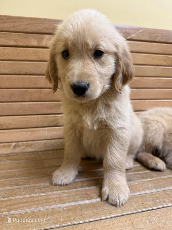 Rosie – English Cream Golden Retriever puppy for sale in Pelzer, SC