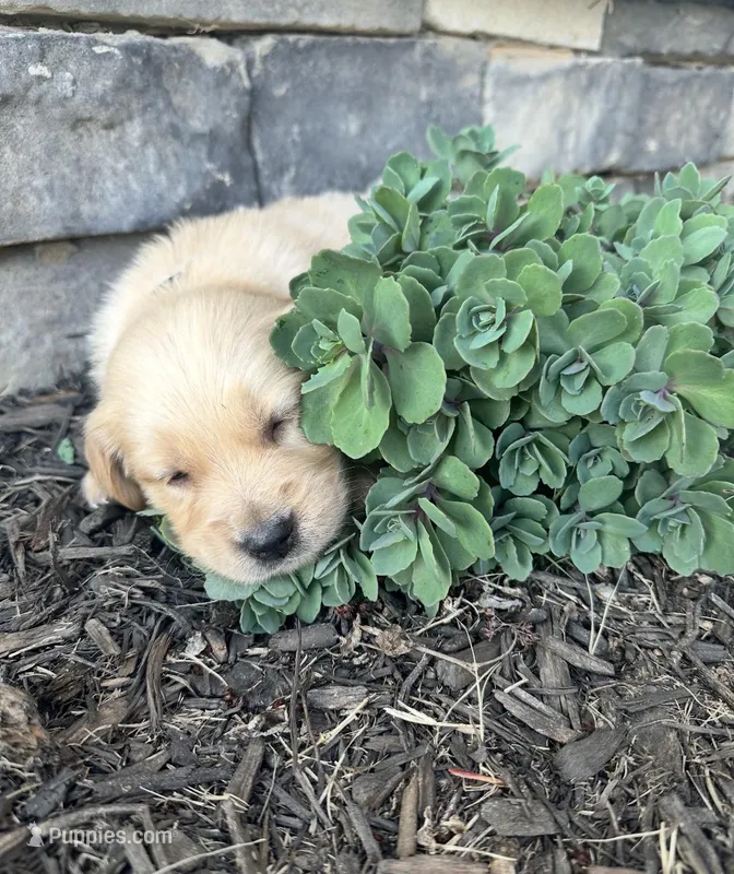 Max – English Cream Golden Retriever puppy for sale in Pelzer, SC