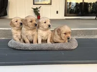 Duke, a male English Cream Golden Retriever for sale in Pelzer, SC – Photo 4 of 4