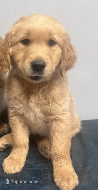 Duke – English Cream Golden Retriever puppy for sale in Pelzer, SC