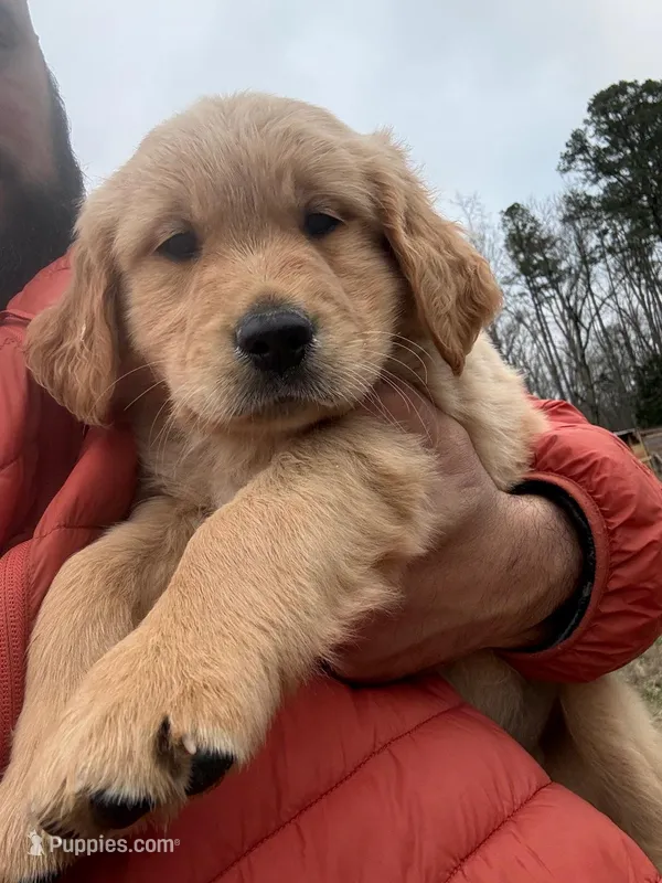 Duke, a male English Cream Golden Retriever for sale in Pelzer, SC – Photo 1 of 4